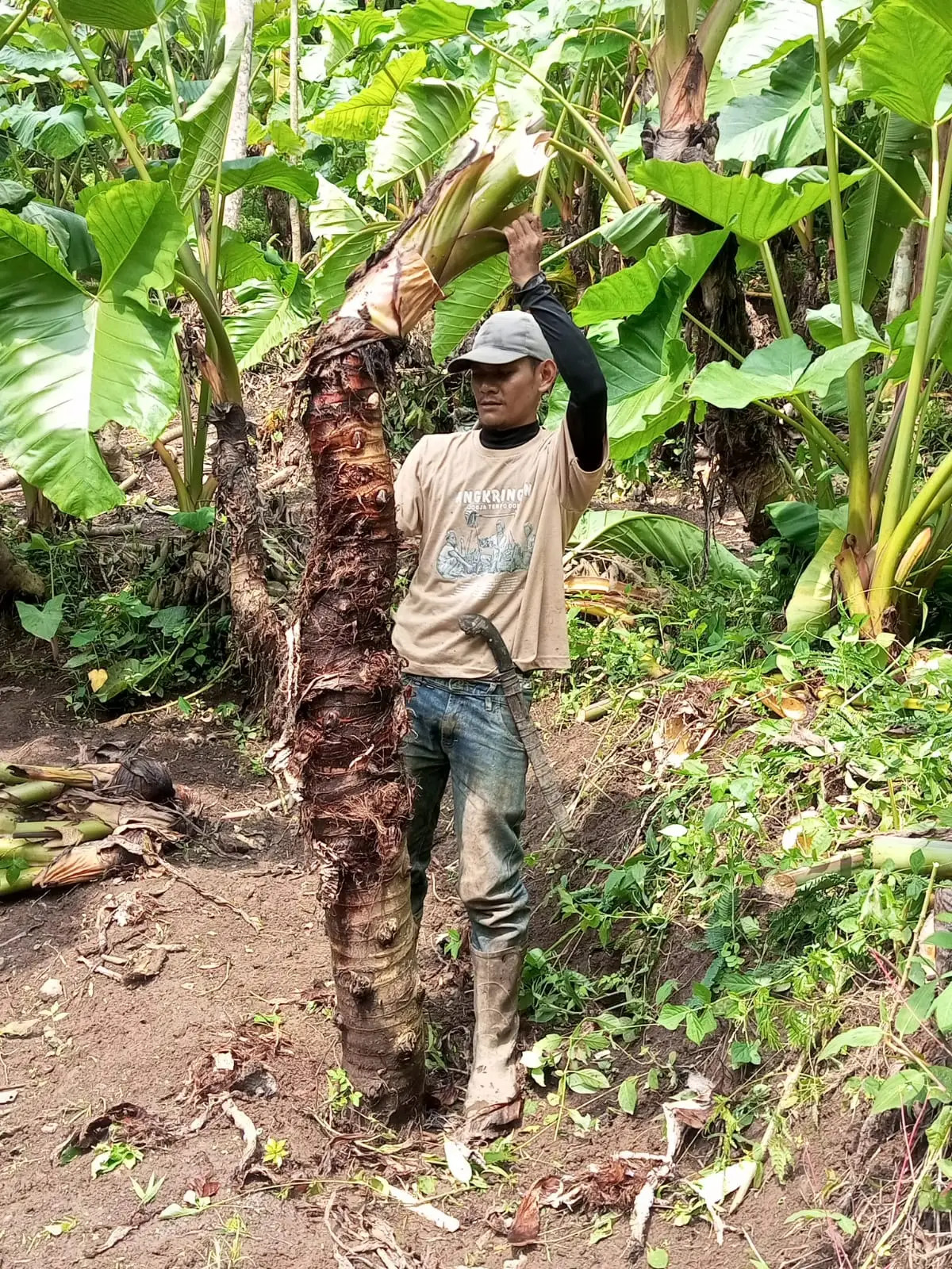 Giant beneng taro up to 2m